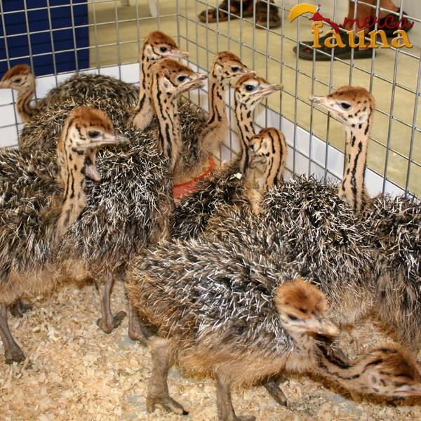 Senador Morbosidad Shinkan Avestruces - Comprar Avestruces por Internet - Crias de avestruces