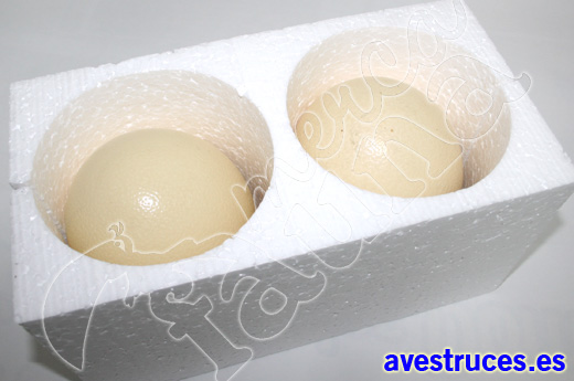 huevos de avestruz