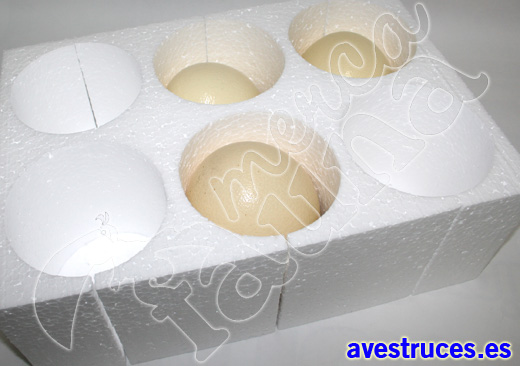 huevos de avestruz