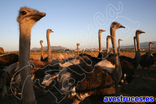 granja de avestruces
