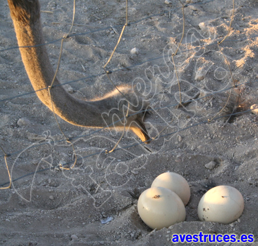 avestruz y sus huevos