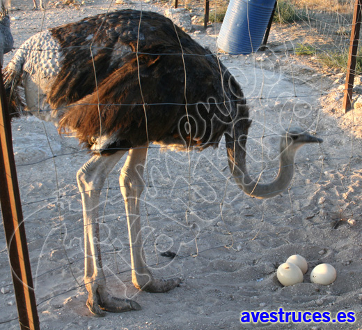 tamaño del avestruz y sus huevos