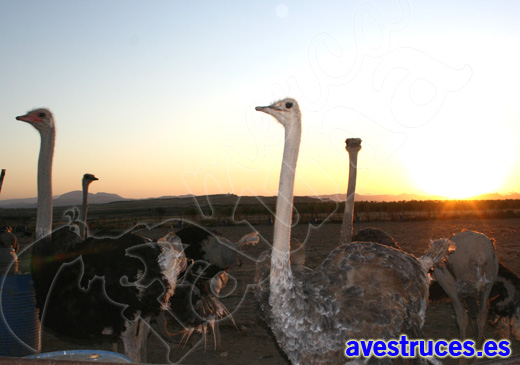 granja de avestruces