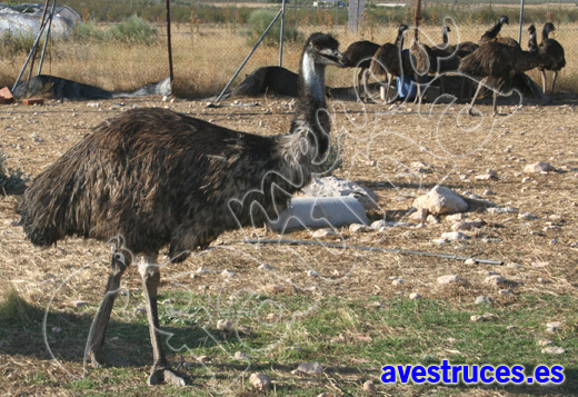 granja de emu