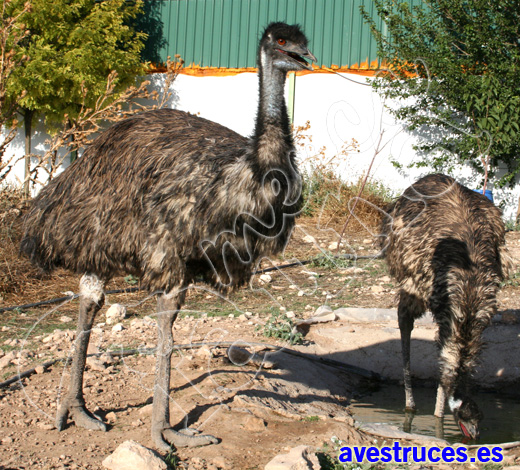 granja de emu