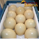 Huevos de Avestruz en venta