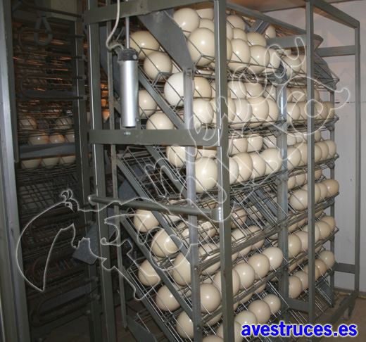 incubadoras de huevos de avestruz