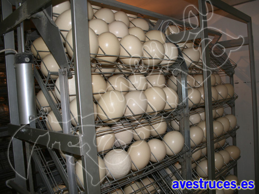 incubadoras de huevos de avestruz