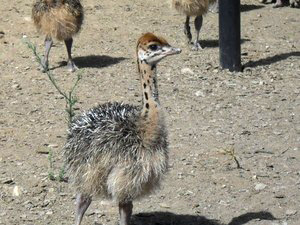 pollito de avestruz